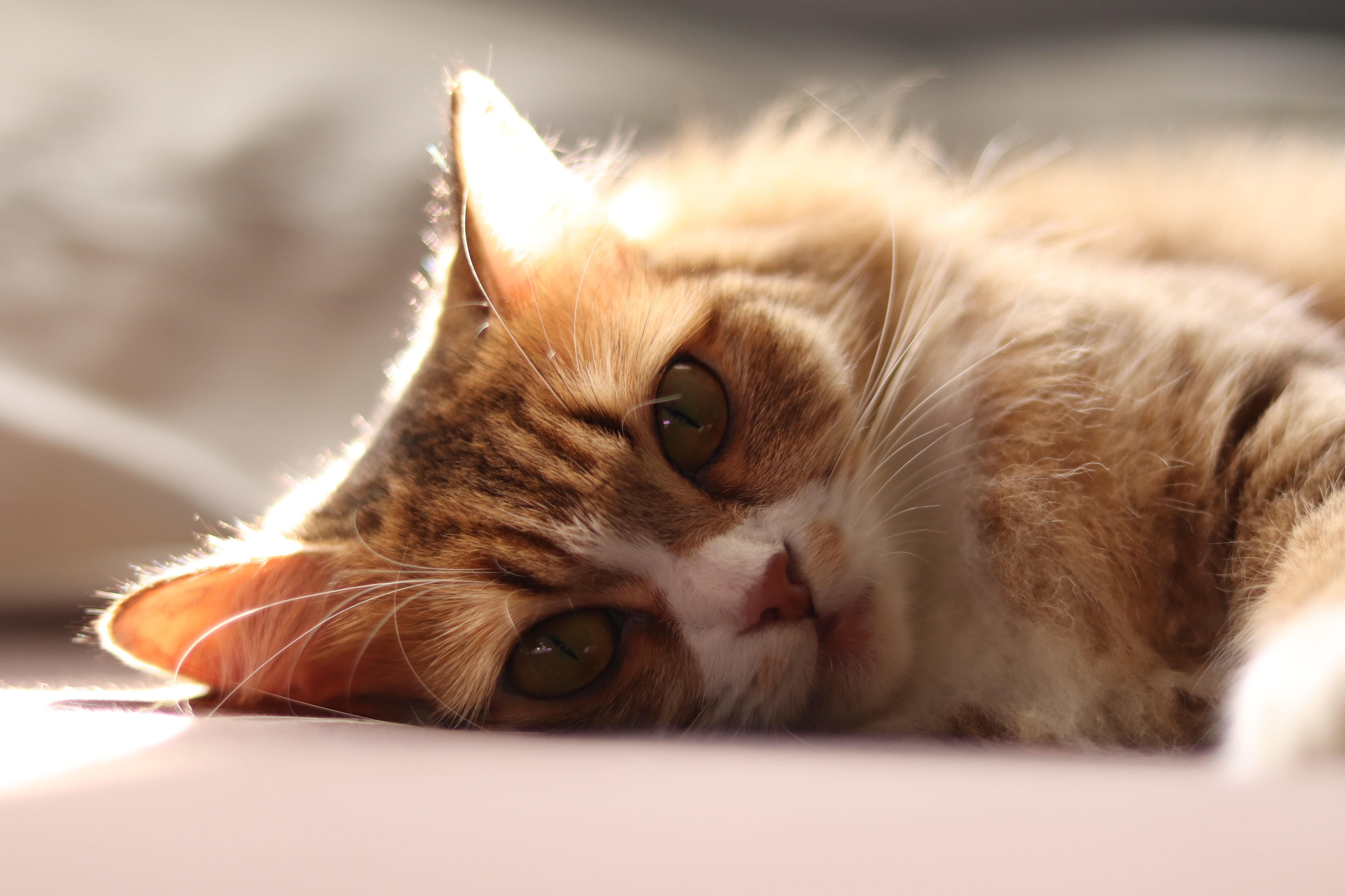 A photograph of a orange and white cat lying down while looking into the camera